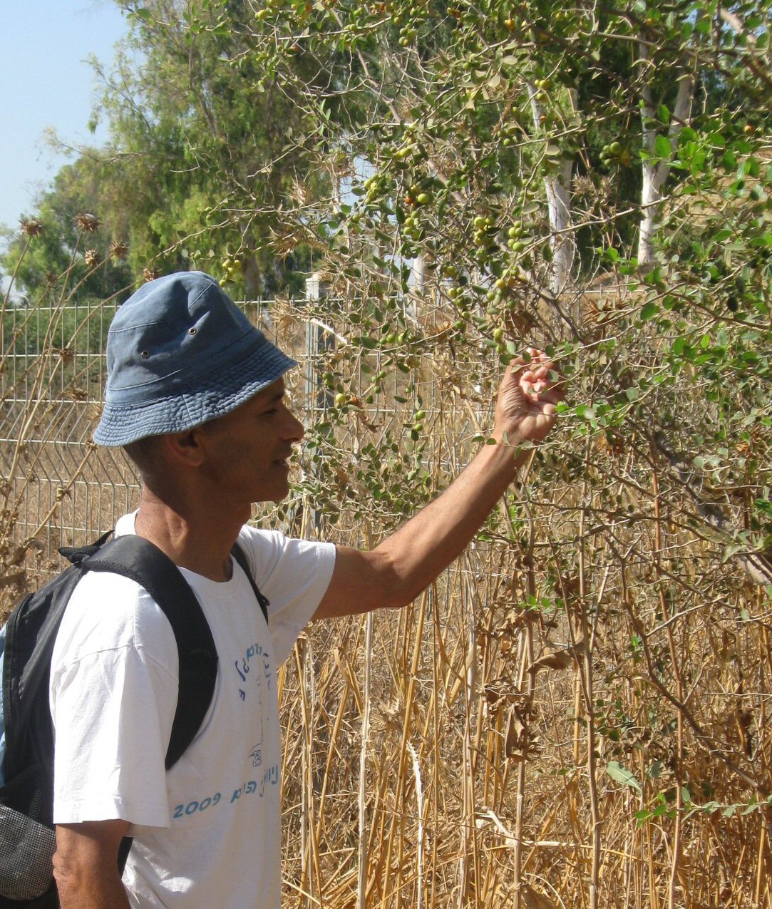 Avner picking jujubes