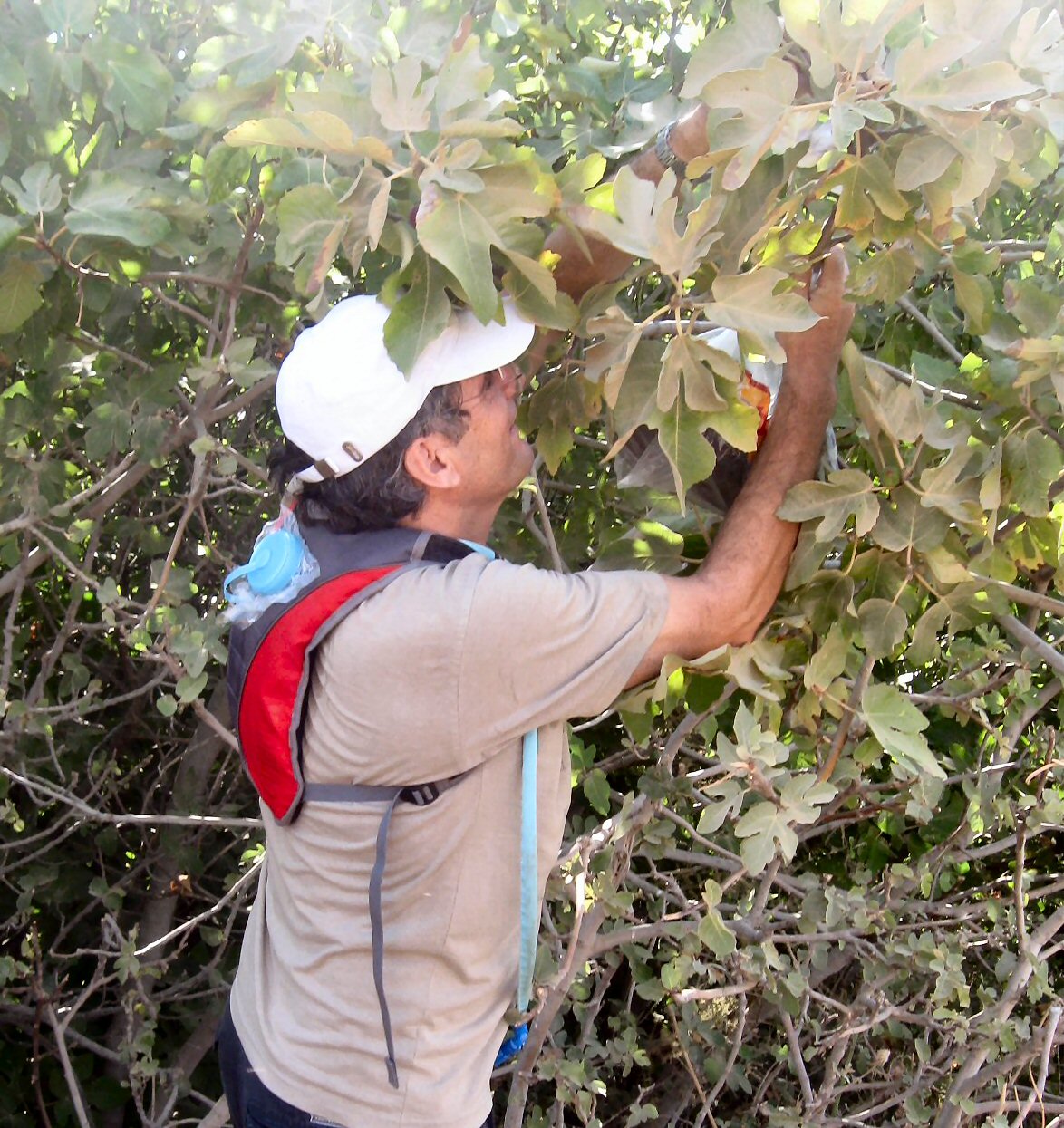 David picking figs