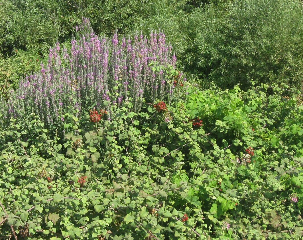 Blackberries (and lavender)