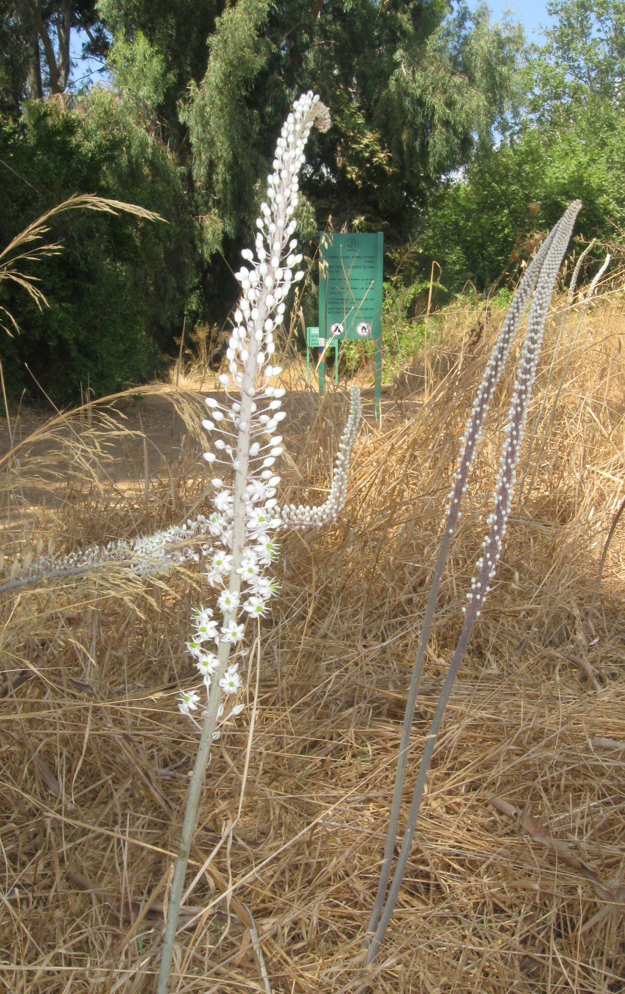 Khatzav (squill) flowers in blossom, harking the arrival of autumn